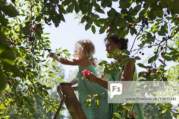 Mother and daughter picking up cherries