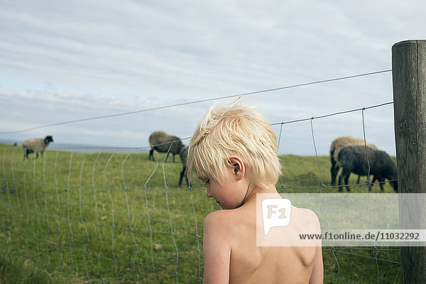 A boy at a pasture with sheep