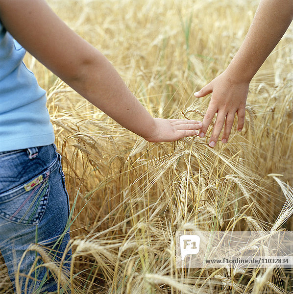 Kinder halten sich in einem Maisfeld an den Händen.