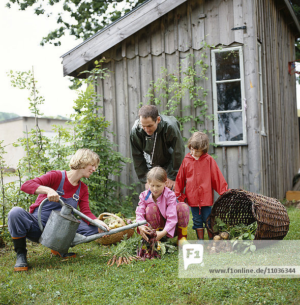 A family working in a garden  Sweden.
