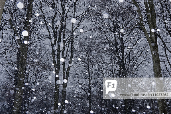 Schneefall vor einem Wald  Schweden.