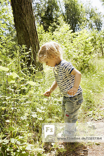 Boy picking flowers in a forest  Sweden.