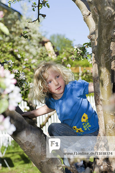 Mädchen klettert auf einen Apfelbaum  Schweden.