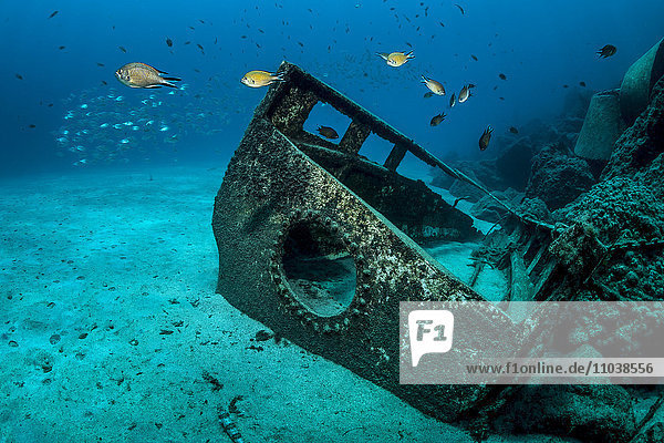 Schiffswrack und Gelbflossen-Meerbrassen  Acanthopagrus latus  Morro Jable  Fuerteventura  Kanaren  Spanien  Europa
