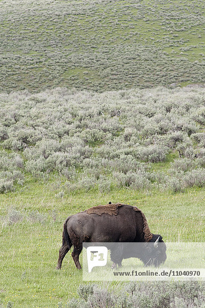 Amerikanischer Bison (Büffel) beim Weiden im Yellowstone Nationalpark  Wyoming  USA