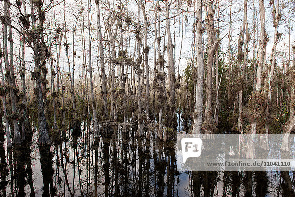 Zypressen wachsen im Everglades Nationalpark,  Florida,  USA