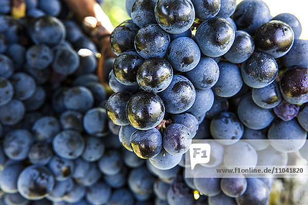 Weintrauben  die auf Reben wachsen