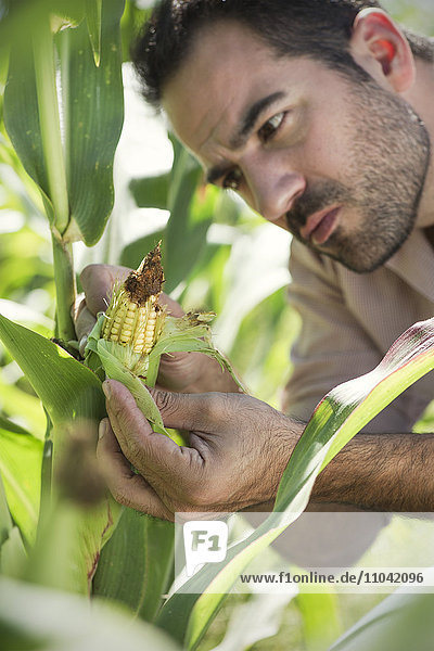 Landwirt inspiziert Mais im Feld
