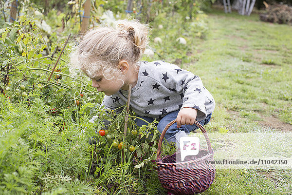 Kleines Mädchen pflückt Kirschtomaten aus dem Gemüsegarten