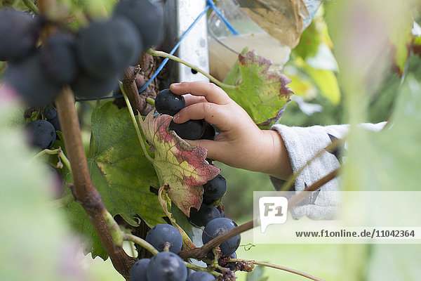 Child picking grapes from vine