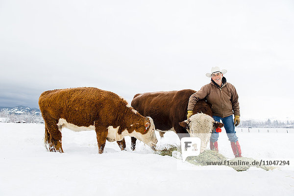 Caucasian farmer feeding cattle in snowy field