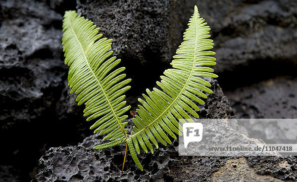 Close up of fern growing on volcanic rock