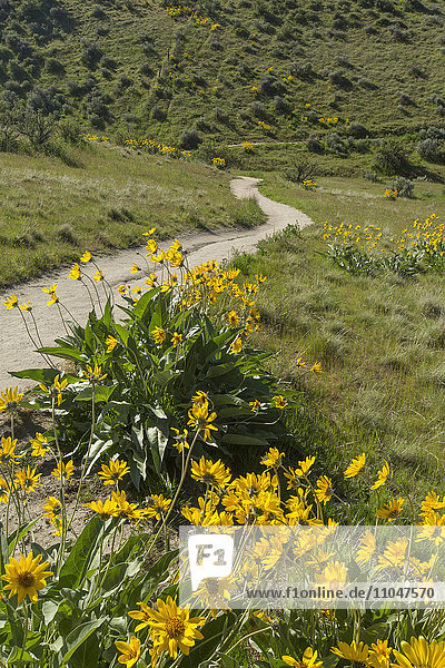 Gelbe Blumen und Feldweg in hügeliger Landschaft
