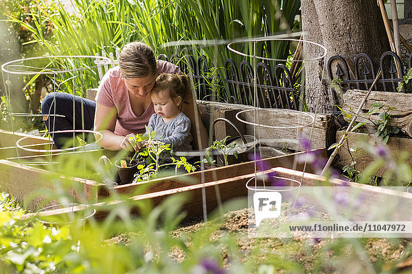 Kaukasische Mutter und Tochter pflanzen Setzlinge im Garten