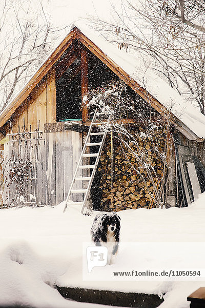 Hund im verschneiten Hinterhof stehend