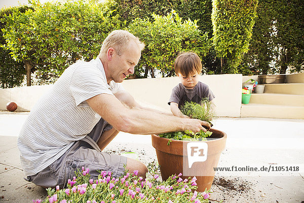 Father and son putting plant in pot
