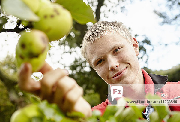 Ein junger Mann greift danach und pflückt Mostäpfel vom Ast eines Baumes in einem Obstgarten.