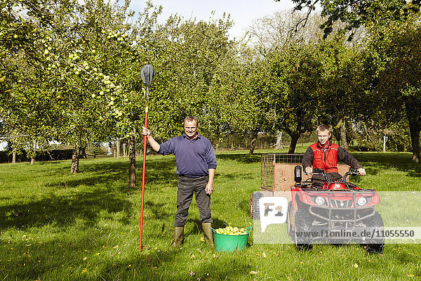 Ein Mann und sein Sohn ernten die Mostäpfel in einem Obstgarten.