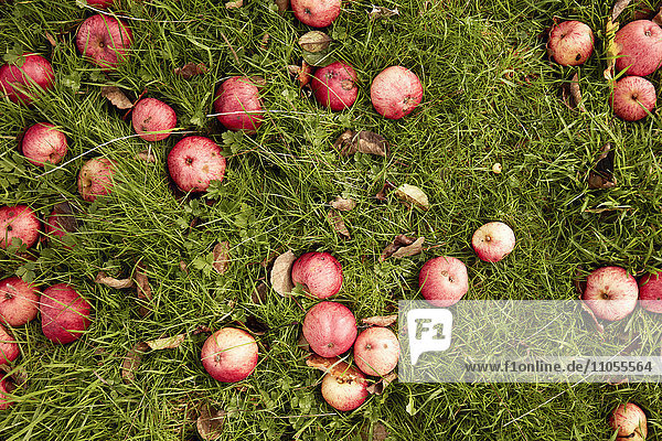 Mostäpfel auf dem Gras in einem Obstgarten.