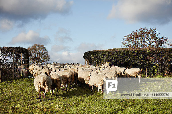 Eine Schafherde bewegt sich durch ein Tor auf ein Feld.