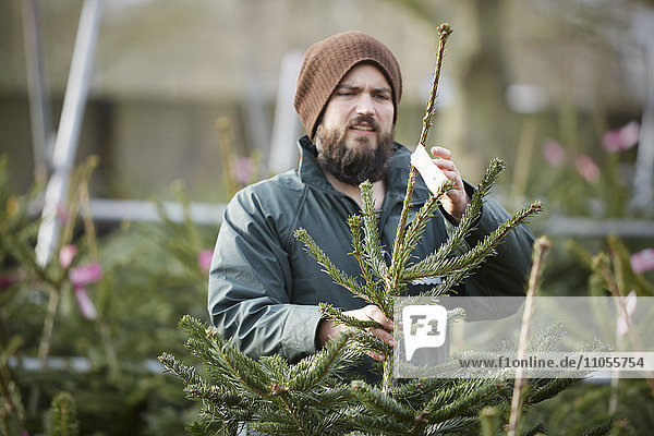 A man in winter hat and waterproof jacket handling a tall Christmas tree.
