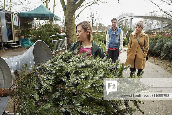 A staff member at a garden centre feeding a Christmas tree into the netting machine to wrap it for the client.