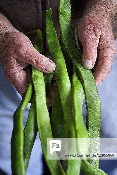 Ein Mann hält eine Handvoll langer  leuchtend grüner Stangenbohnen  frisches Gemüse.
