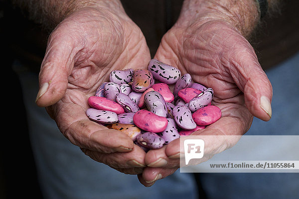 Ein Mann hält eine Handvoll Samen der Stangenbohne  die rosa  violett und braun gesprenkelt sind.