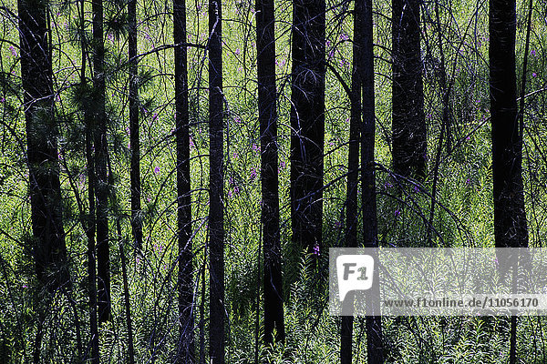 Ein Wald mit grünen Trieben und Wachstum nach einem Waldbrand.