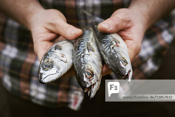 Close up of a chef holding a three fresh Mackerel in his hands.