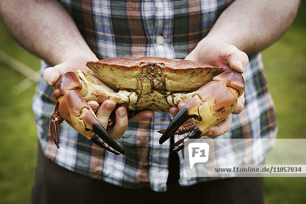 Close up of a chef holding a fresh crab in his hands.