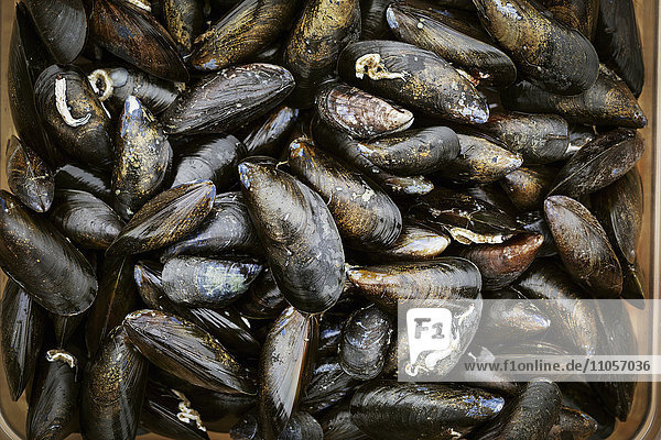 Close up of fresh Black Mussels.