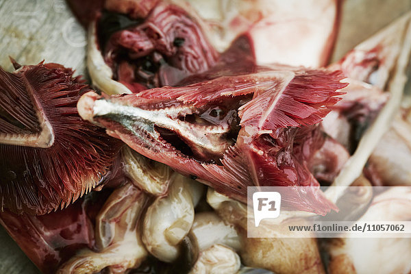 Close up of fish innards and guts.