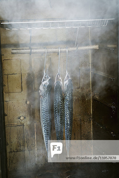 Three mackerel hanging in a fish smoker.