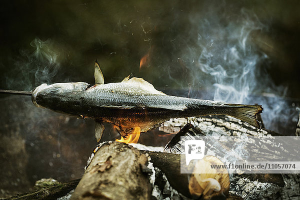 Whole fish grilled on a barbecue.