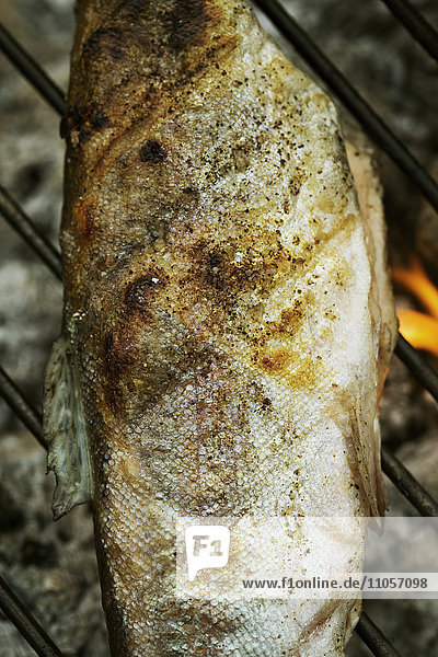 Close up of a grilled fish on a barbecue.