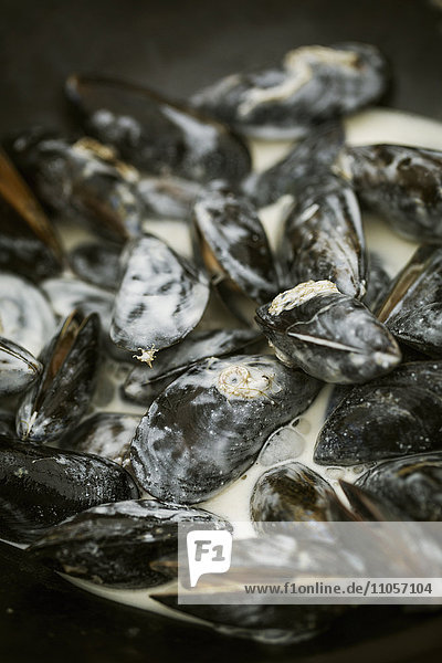 Close up of steamed Black Mussels with a cream sauce.