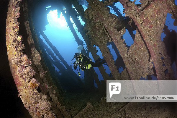 Taucher schwimmt im Wrack der SS Carnatic Dampfschiff Rotes Meer Sharm el Sheikh Ägypten Afrika