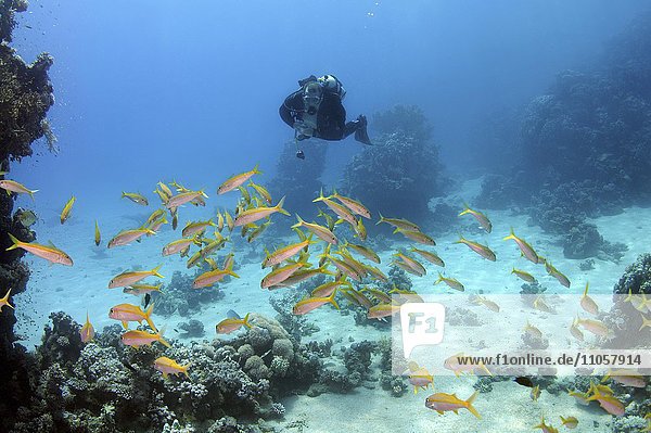 Taucher schwimmt in der Nähe eines Fischschwarms im Korallenriff  Rotes Meer  Marsa Alam  Abu Dabab  Ägypten  Afrika