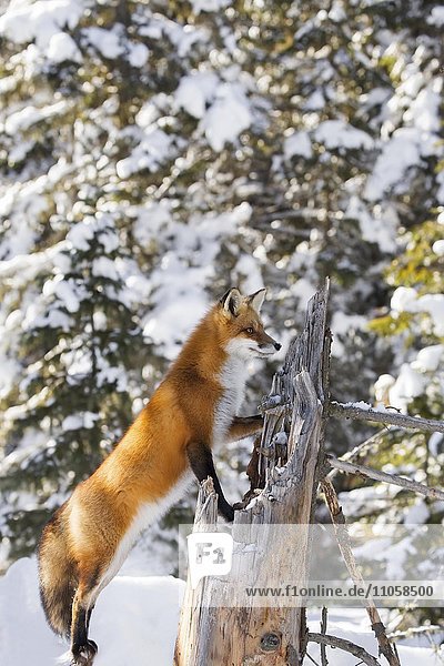 Red Fox (Vulpes vulpes)  adult on the outlook  standing in snow  Algonquin Park  Ontario