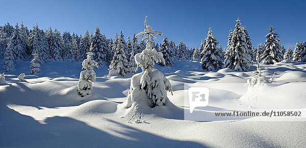 Fichten im Schnee  Winterlandschaft  Nationalpark Harz  bei Schierke  Sachsen-Anhalt  Deutschland  Europa