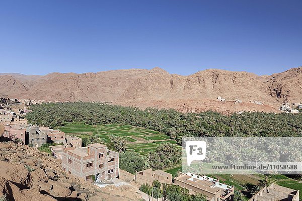 Oasis  Draa-Tal mit Dattelhainen und Dörfer  Süd-Marokko  Marocco