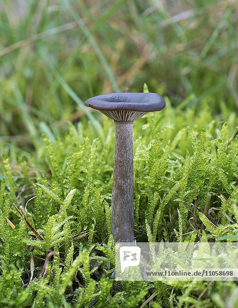 Scurfy Deceiver mushroom (Laccaria proxima)  edible  Raunheim  Hesse  Germany  Europe