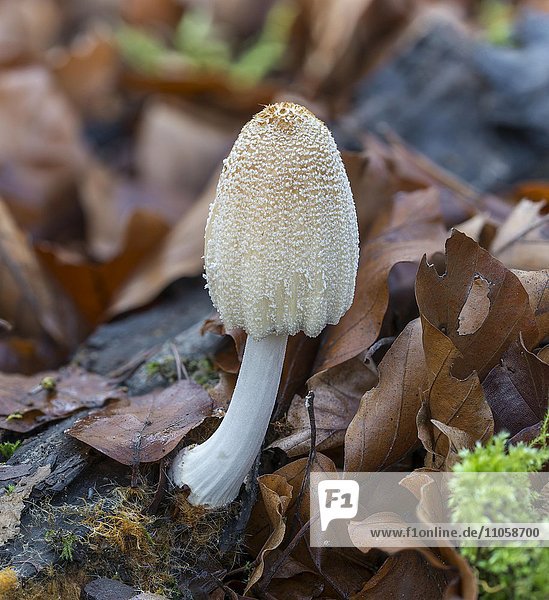 Gelbschuppiger Tintling (Coprinellus xanthothrix) auf Totholz zwischen Buchenlaub  Mönchbruch  Rüsselsheim am Main  Hessen  Deutschland  Europa