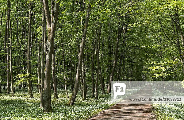 Weg durch Laubwald mit blühendem Bärlauch (Allium ursinum) im Frühling,  Rüsselsheim am Main,  Hessen,  Deutschland,  Europa