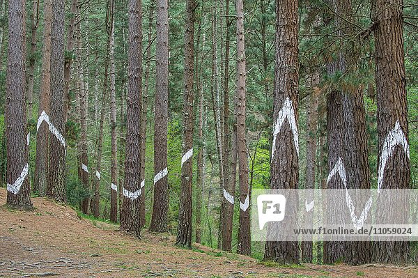 Bemalte Baumstämme  bemalter Wald  El Bosque animado de Oma  Künstler Augustín Ibarrola  Wald von Oma  Baskenland  Spanien  Europa