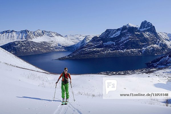 Frau bei Skitour  Aufstieg zum Hesten  Fjordgard  Senja  Norwegen  Europa