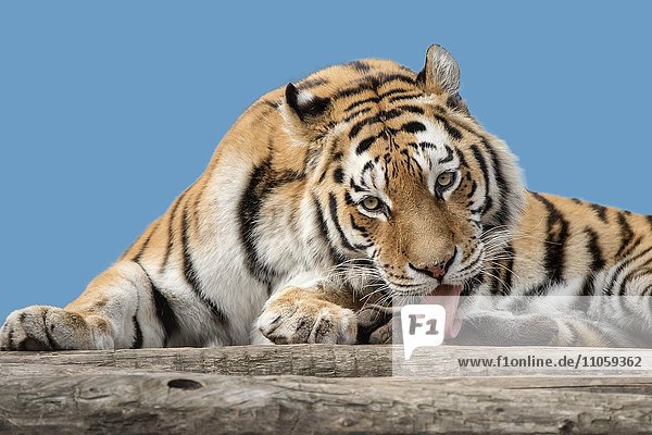 Sibirischer Tiger (Panthera tigris altaica),  auch Amurtiger oder Ussuritiger,  captive