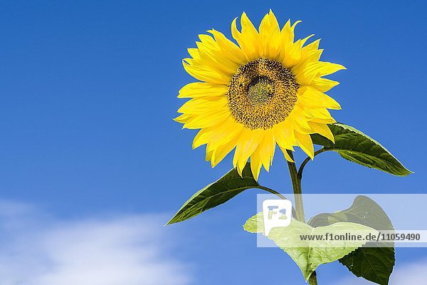 Gelbe Sonnenblume (Helianthus annuus) vor blauem Himmel  Baden-Württemberg  Deutschland  Europa