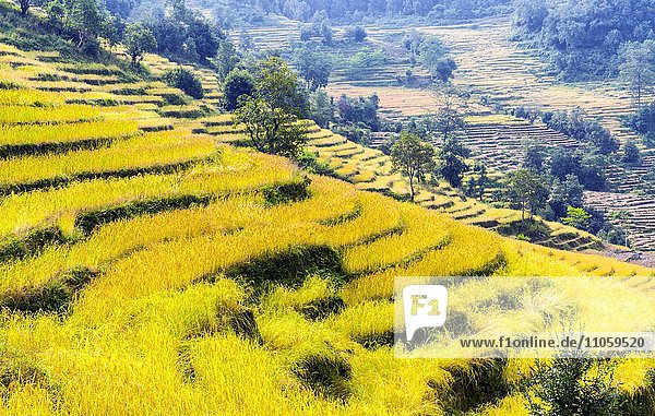 Gelbe Terassenfelder im Arun Nadi-Tal  Chewabesi  Purwanchal  Nepal  Asien